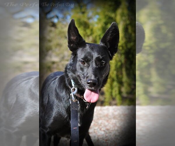 Medium Photo #10 German Shepherd Dog Puppy For Sale in Milpitas, CA, USA