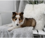 Small Photo #3 Shetland Sheepdog Puppy For Sale in BALTIC, OH, USA