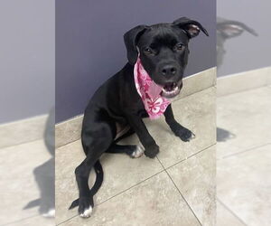 Labrador Retriever-Unknown Mix Dogs for adoption in San Diego, CA, USA