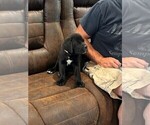 Small Photo #36 Cane Corso Puppy For Sale in REEVESVILLE, SC, USA