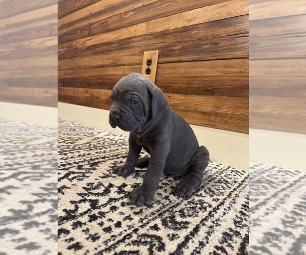 Medium Photo #2 Cane Corso Puppy For Sale in BARBOURSVILLE, VA, USA