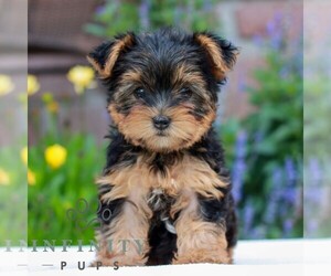 Yorkshire Terrier Puppy for sale in REINHOLDS, PA, USA