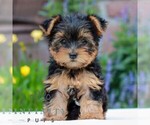 Image preview for Ad Listing. Nickname: Kylie