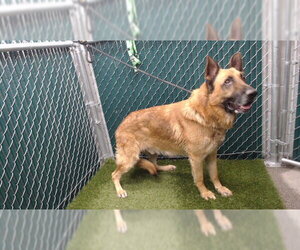 German Shepherd Dog Dogs for adoption in Downey, CA, USA