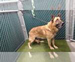 Small German Shepherd Dog