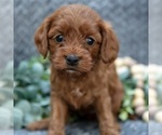 Small #1 Cavapoo