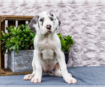 Small Photo #37 Great Dane Puppy For Sale in WAKARUSA, IN, USA