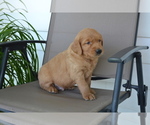 Small #3 Golden Retriever