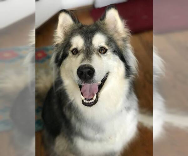 Medium Photo #2 Siberian Husky Puppy For Sale in Carrollton, TX, USA