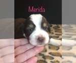 Small Photo #2 Miniature Australian Shepherd Puppy For Sale in MICAVILLE, NC, USA