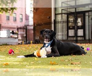 Labrador Retriever-Unknown Mix Dogs for adoption in Boston, MA, USA