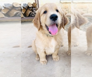 Golden Retriever Puppy for sale in COMFORT, TX, USA