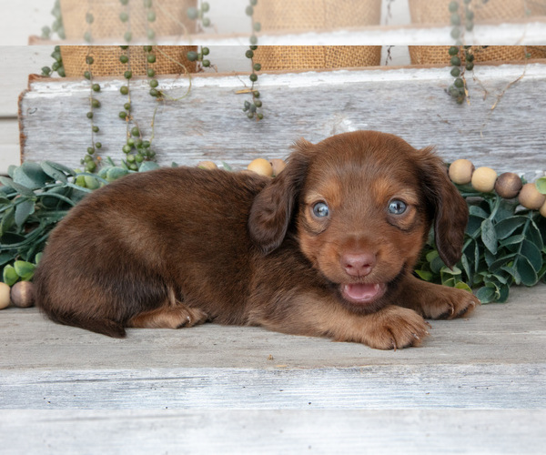 Medium Photo #2 Dachshund Puppy For Sale in NAPPANEE, IN, USA