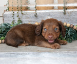 Small #1 Dachshund