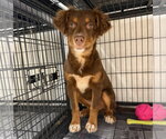 Small #2 Australian Shepherd