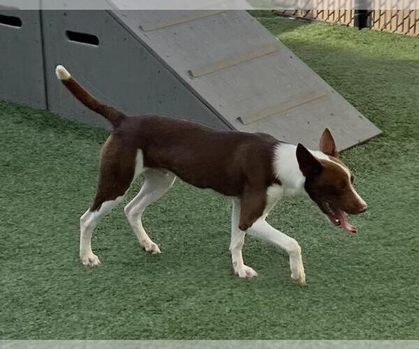Medium Photo #2 Pharaoh Hound Puppy For Sale in Norco, CA, USA