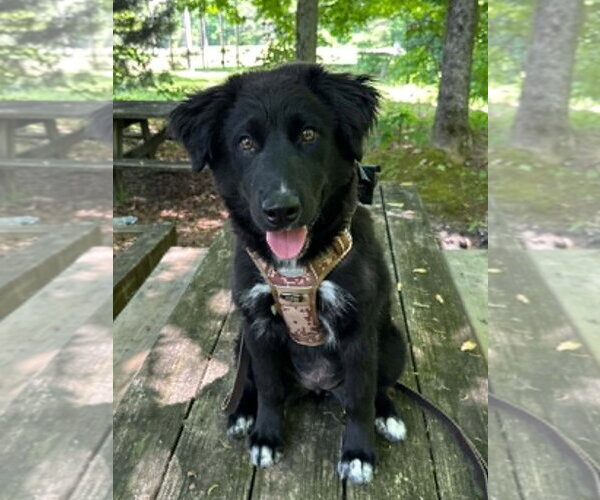 Medium Photo #2 Pyrenees Husky Puppy For Sale in Cookeville, TN, USA