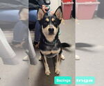 Small Australian Kelpie-Huskies  Mix