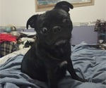 Small Photo #1 Pug Puppy For Sale in HILLSDALE, MI, USA