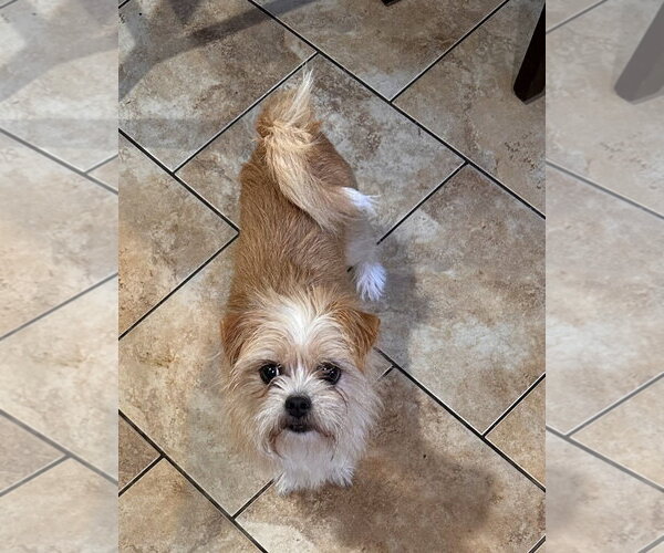 Medium Photo #1 Mutt Puppy For Sale in Morganville, NJ, USA