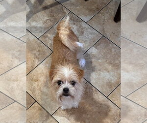 Mutt Dogs for adoption in Morganville, NJ, USA