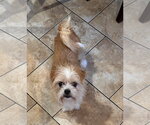 Small Mutt