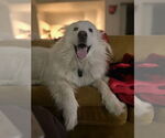 Small #16 Great Pyrenees