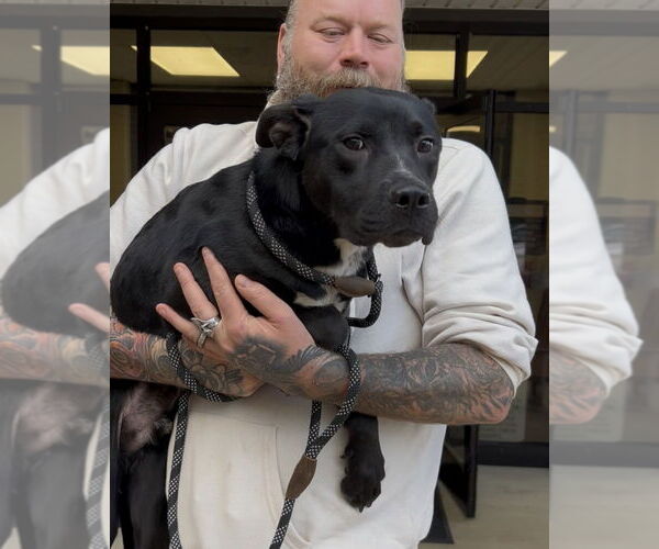 Medium Photo #3 American Pit Bull Terrier-Labrador Retriever Mix Puppy For Sale in Brewster, NY, USA