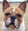 Small Photo #1 French Bulldog Puppy For Sale in STILLWATER, MN, USA