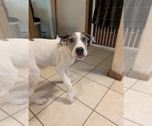 Great Dane-Unknown Mix Dogs for adoption in Vail, AZ, USA