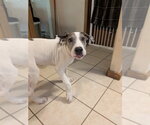 Small Great Dane Mix