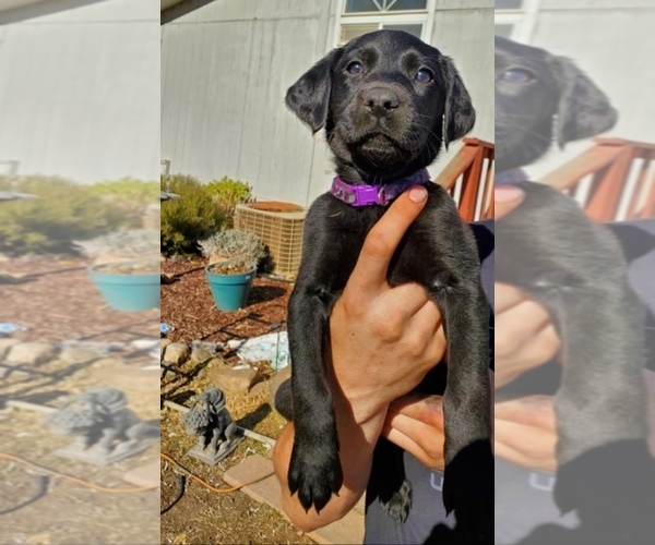 Medium Photo #1 Labradoodle-Labrador Retriever Mix Puppy For Sale in HERALD, CA, USA