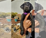 Small Photo #1 Labradoodle-Labrador Retriever Mix Puppy For Sale in HERALD, CA, USA