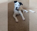 Small Photo #10 Mutt Puppy For Sale in Princeton, MN, USA