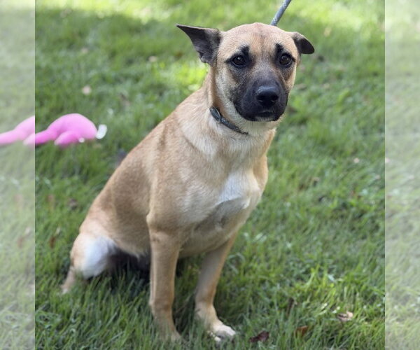 Medium Photo #2 Mutt Puppy For Sale in Yardley, PA, USA