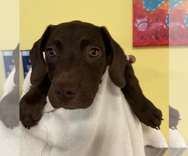 Medium Photo #2 Labrador Retriever-Unknown Mix Puppy For Sale in Rockwall, TX, USA