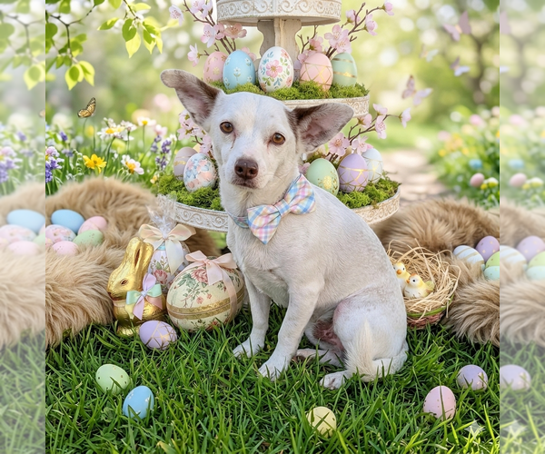 Medium Photo #5 Chihuahua-Unknown Mix Puppy For Sale in Vail, AZ, USA