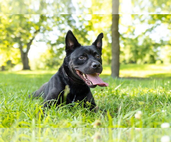 Medium Photo #2 American Pit Bull Terrier-Huskies  Mix Puppy For Sale in Cary, NC, USA