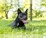 Small #1 American Pit Bull Terrier-Huskies  Mix