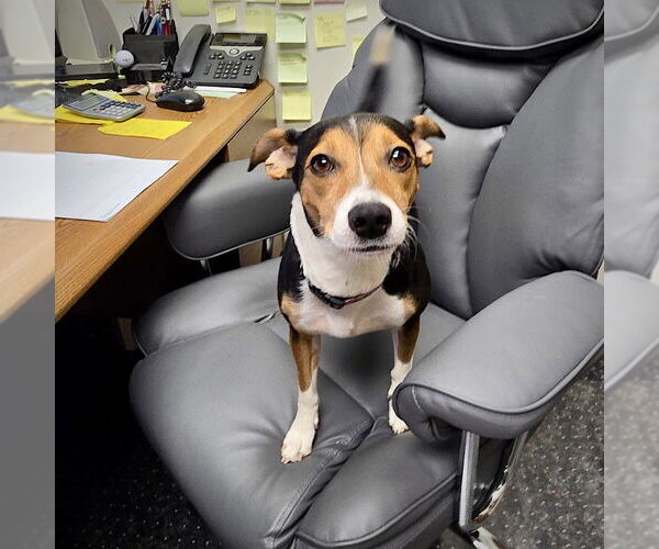 Medium Photo #2 Rat Terrier-Unknown Mix Puppy For Sale in Atlanta, GA, USA