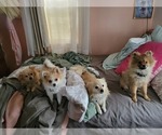 Small Photo #6 Pomeranian Puppy For Sale in CHEYENNE, WY, USA