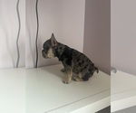 Small #6 French Bulldog