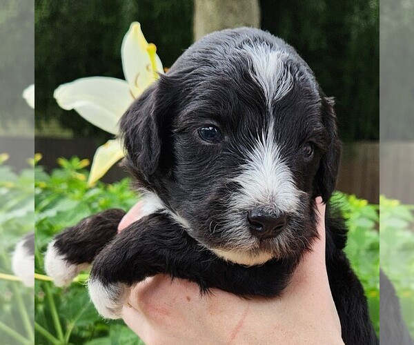 Medium Photo #5 F2 Aussiedoodle Puppy For Sale in COLUMBIA, TN, USA