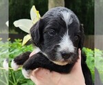 Small #4 F2 Aussiedoodle
