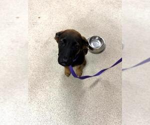 German Shepherd Dog-Unknown Mix Dogs for adoption in Riverside, CA, USA