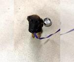 Small German Shepherd Dog Mix
