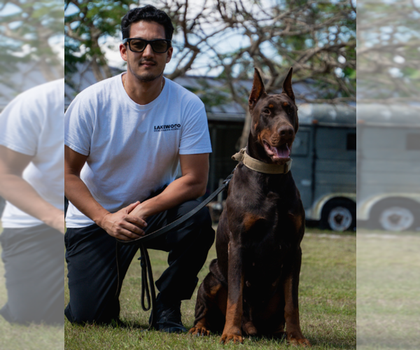 Medium Photo #28 Doberman Pinscher Puppy For Sale in FORT LAUDERDALE, FL, USA