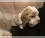 Small Photo #3 Cocker Spaniel Puppy For Sale in BEAVER, PA, USA