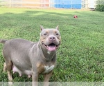 Small Photo #16 American Pit Bull Terrier Puppy For Sale in PALM BCH GDNS, FL, USA