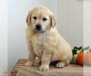 Golden Retriever Puppy for sale in NEWPORT, PA, USA